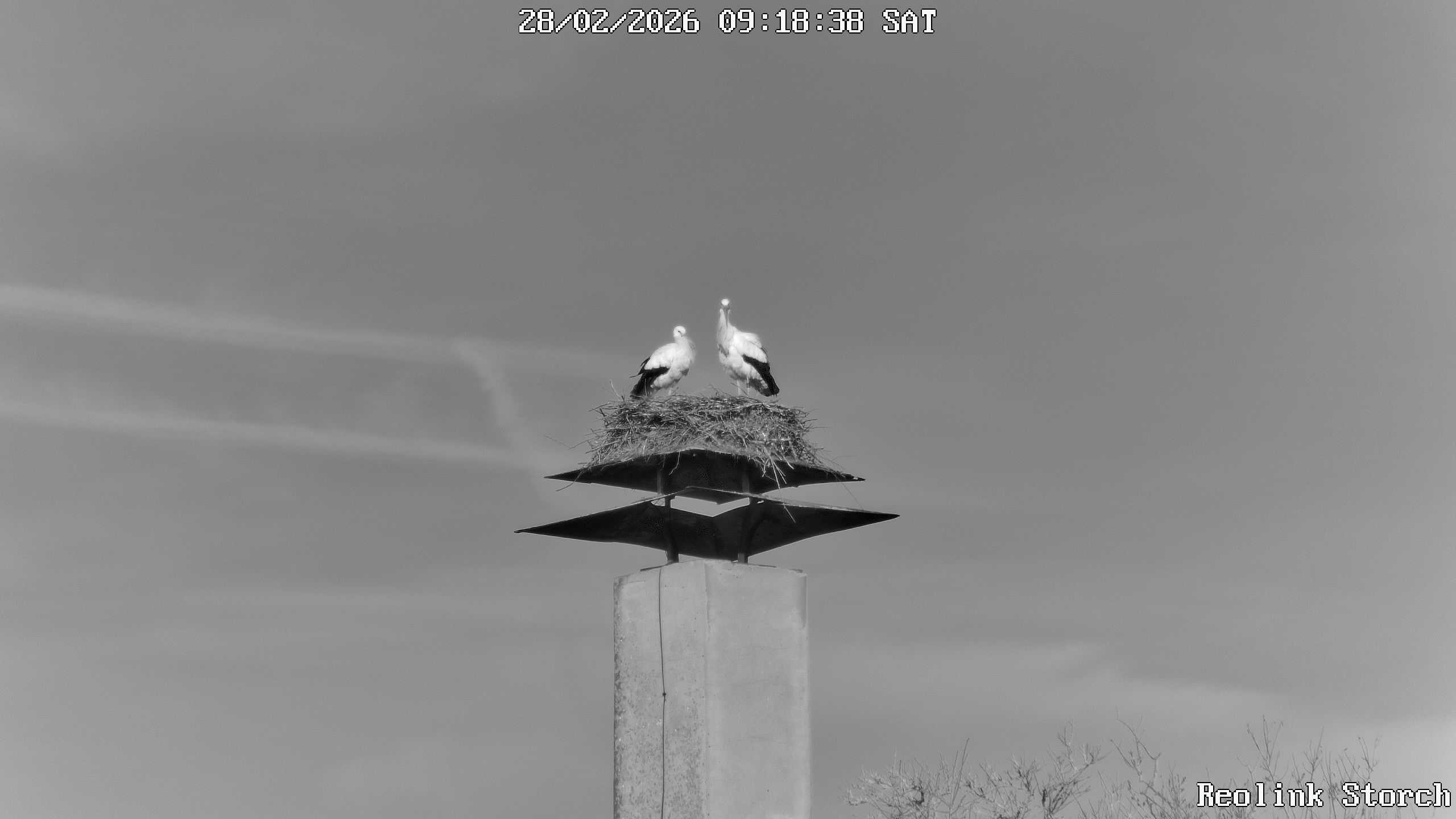 Storchencam Bild